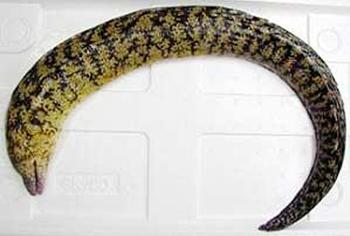 うつぼ(きだこ) うつぼ(きだこ)