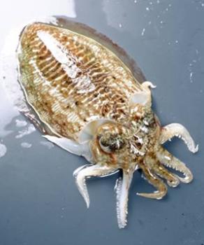 こういか(ついか) こういか(ついか)