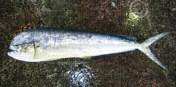 しいら(まんびき) しいら(まんびき)