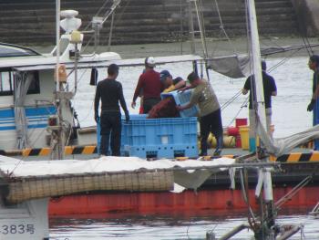 トサカ漁 トサカ漁