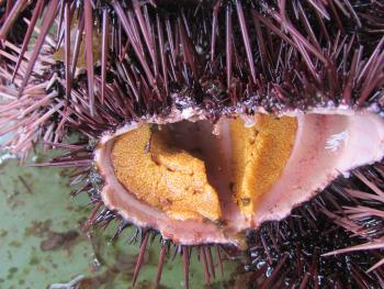 うに製造 うに製造