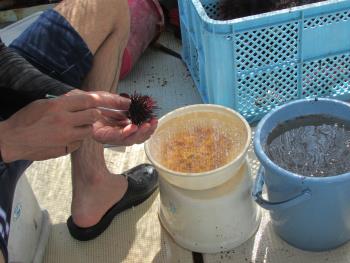 うに製造 うに製造