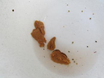 うに製造 うに製造