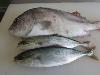 魚 魚