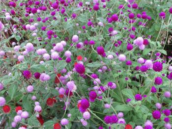 花壇 花壇