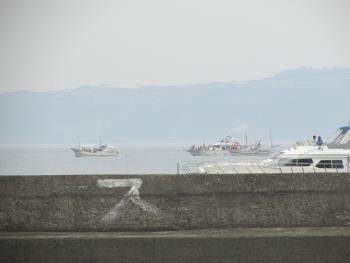 イルカウォッチング イルカウォッチング