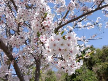 桜2 桜2