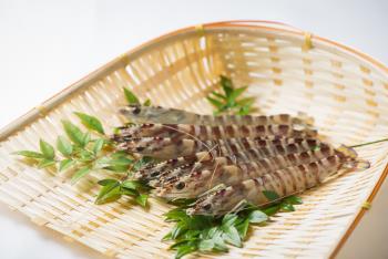 活車海老 活車海老