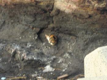 ニャンコ ニャンコ