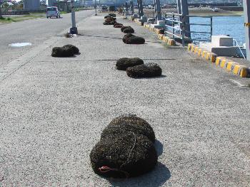 ヒジキ干し ヒジキ干し