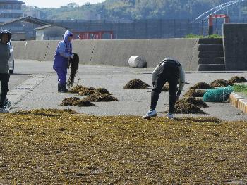 ヒジキ干し ヒジキ干し