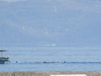 イルカウォッチング イルカウォッチング