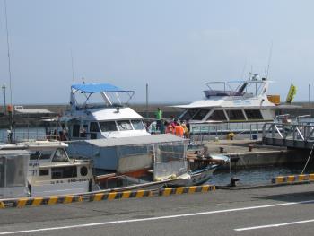 イルカウォッチング イルカウォッチング