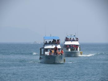 イルカウォッチング イルカウォッチング