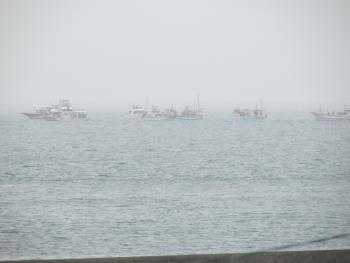 イルカウォッチング イルカウォッチング