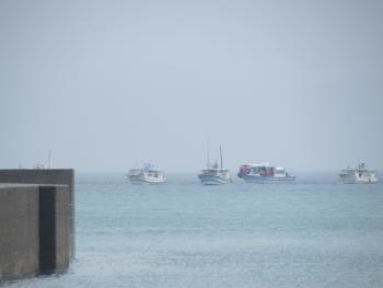 イルカウォッチング イルカウォッチング