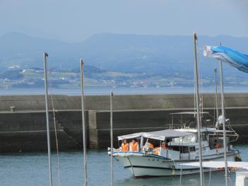 イルカウォッチング イルカウォッチング