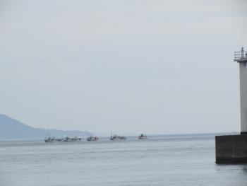 イルカウォッチング イルカウォッチング