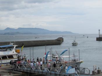 イルカウォッチング イルカウォッチング