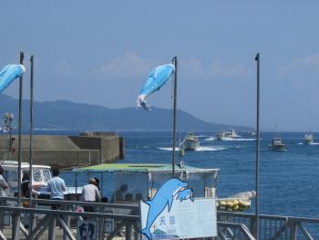 イルカウォッチング イルカウォッチング