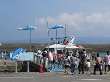 イルカウォッチング イルカウォッチング