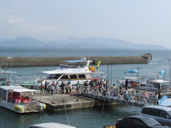 イルカウォッチング イルカウォッチング