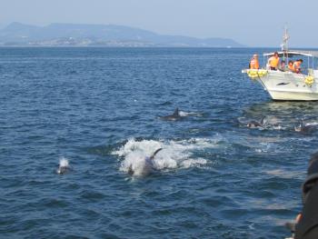 イルカさん イルカさん