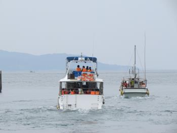 イルカウォッチング イルカウォッチング