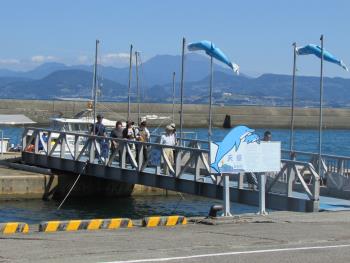 イルカウォッチング イルカウォッチング