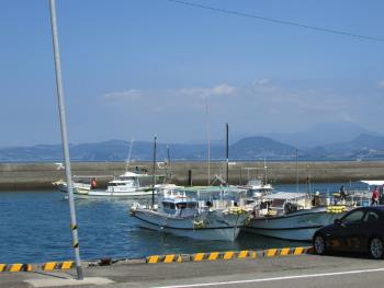 イルカウォッチング イルカウォッチング