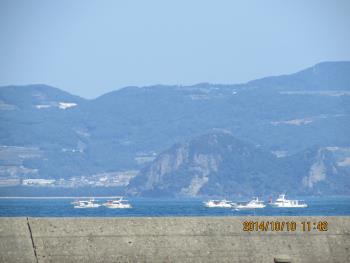 イルカウォッチング イルカウォッチング