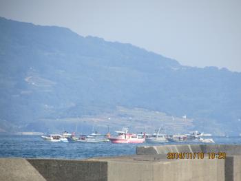 イルカウォッチング イルカウォッチング