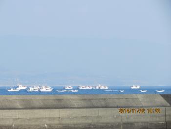 イルカウォッチング イルカウォッチング