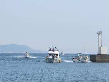 イルカウォッチング イルカウォッチング