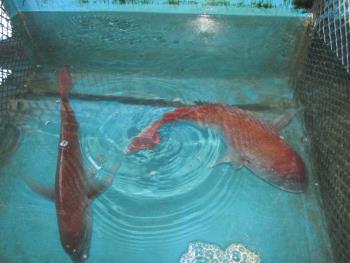 鯛 鯛