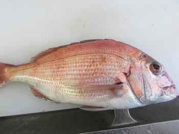 鯛 鯛