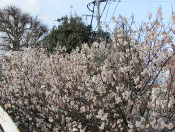 桜 桜