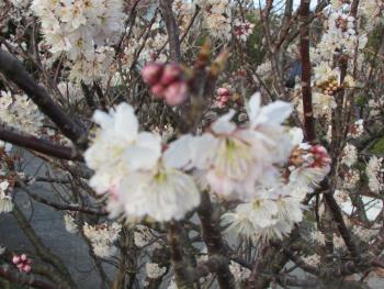 桜 桜