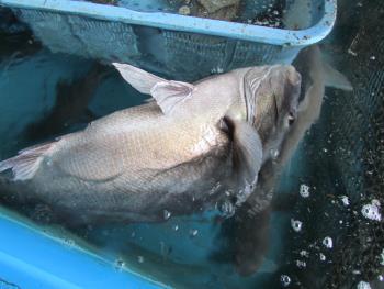 コーコ鯛 コーコ鯛