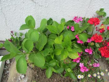 紫陽花 紫陽花