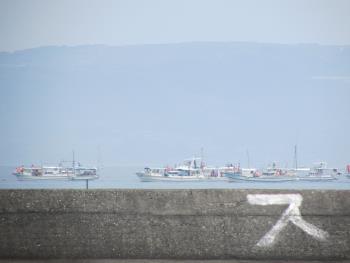 イルカウォッチング イルカウォッチング