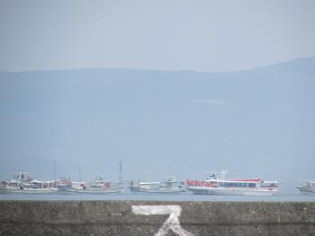 イルカウォッチング イルカウォッチング