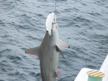 フカ狩り3 フカ狩り3