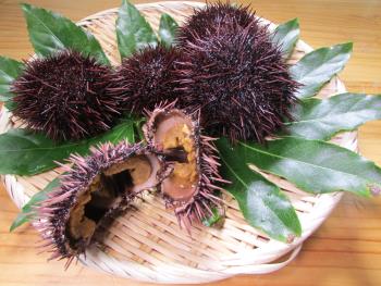 宝多ウニ 宝多ウニ