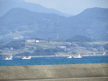 イルカウォッチング イルカウォッチング