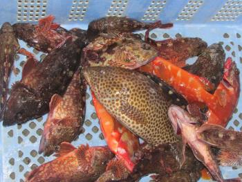 魚 魚