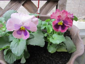 花 花