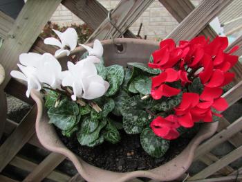 花 花