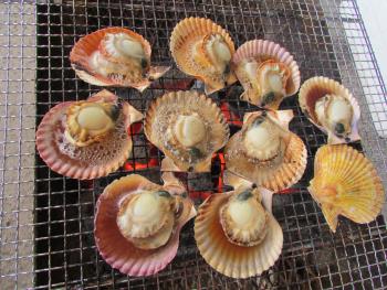 ヒオウギ貝 ヒオウギ貝