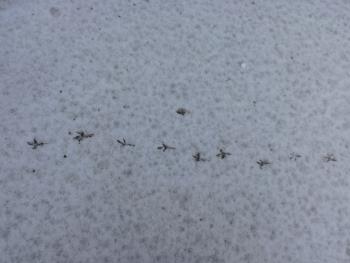 小鳥の足跡 小鳥の足跡